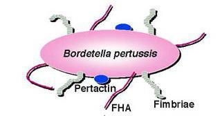 ETKENİ Bordetella pertussis Pertaktin FHA Fimbria Difteri, tetanoz ve botulizm gibi bir tek toksin hastalığı değildir Sistemik invazyon