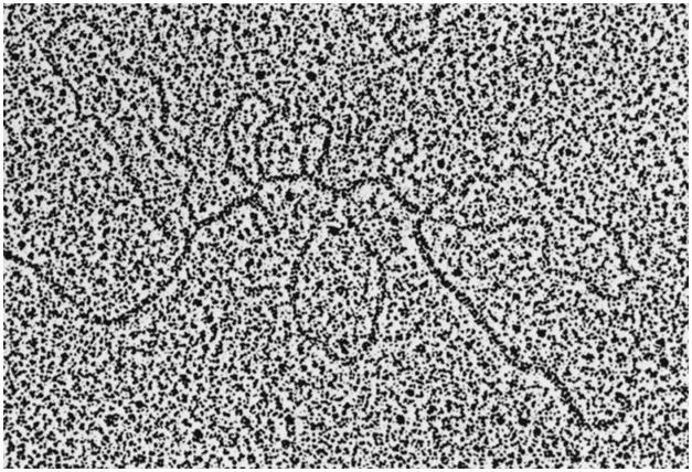 PNAS:1978 Oct; 75(10): 4853 4857 Yan tarafta verilen elektron mikroskobu fotoğrafı (elektronmikrografı) tavuk ovalbumin geni (DNA) ve işlenmiş (intronları kesilip atılmış)