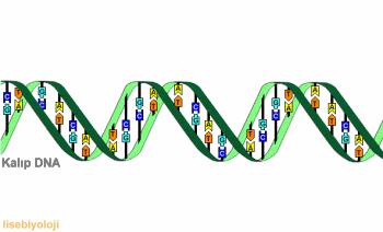 Genom: Bir bireyin bir hücresinde bulunan tüm genetik materyalidir.