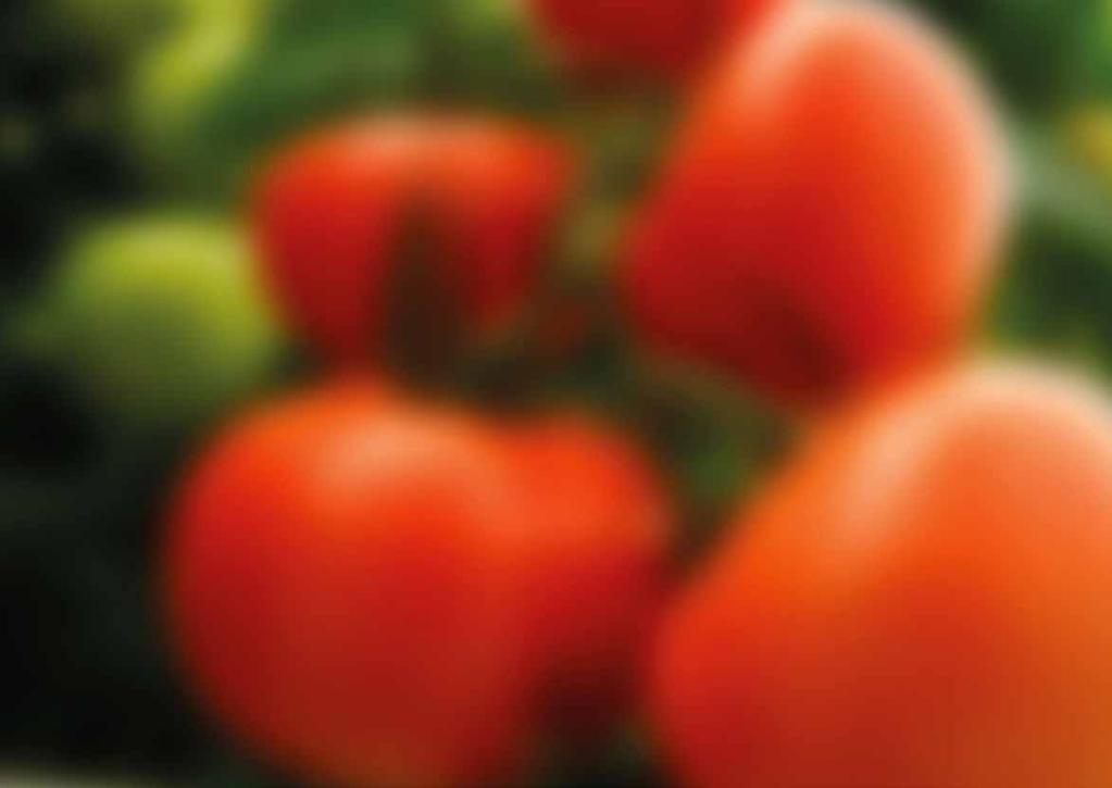 Sebze, Meyve ve Yeşillik Kekkilä sebze, meyve ve yeşillik üretimi için torf içeren substratları beğeninize sunar.