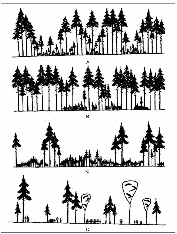 Tabakalılık Durumuna Göre Meşcereler A) Optimal kuruluşa sahip seçme ormanı meşceresi B) Üst tabakaca