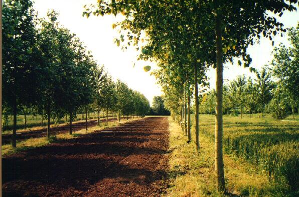 Karma Ormancılık Agro-silvikültürel Sistemler = Tarım + Ormancılık İngiltere de