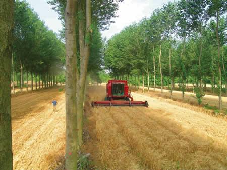kavaklıkta buğday tarımı http://ec.