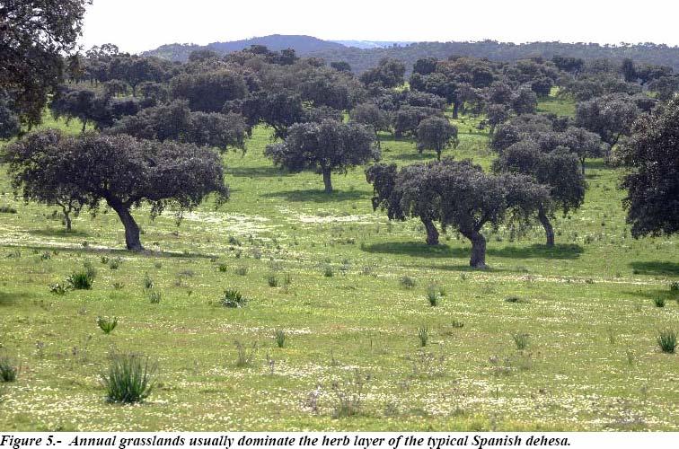 Karma Ormancılık Silvo-pastoral Sistemler = Ormancılık + Hayvancılık http://www.montes.upm.