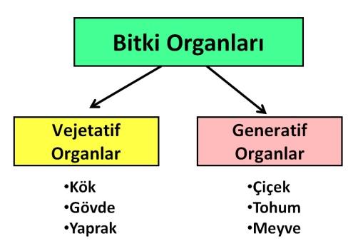 BİTKİLERİN GENEL YAPISI Bitkiler Organik Maddeleri sentezler, inorganik maddeleri ise hazır olarak dışarıdan alır. Bitkilerin sınıflandırılması şu şekildedir. A.