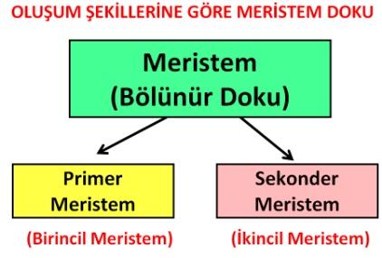 Embriyonik gelişimden beri varlıklarını sürdürürler. Meristem hücreleri başka hücrelere dönüşme potansiyeline sahip hücrelerdir.