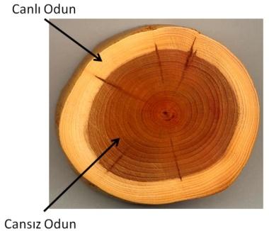 Cansız Odun: Taşıma işlevi yoktur. İç boşlukları kalloz,reçine gibi maddeler ile dolmuştur. Destek doku olarak işlev görür. Canlı Odun: Su ve minerallerin taşındığı odun boruları bulunur.