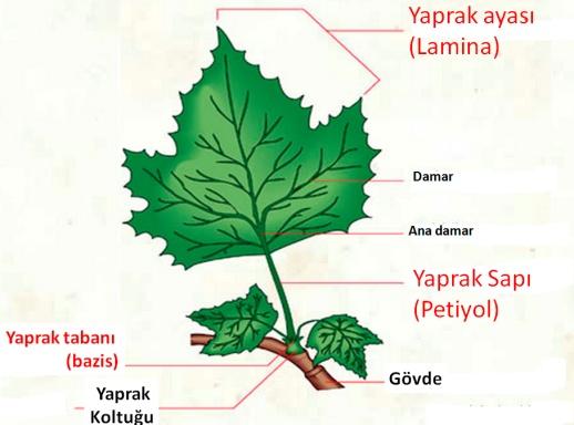 Bileşik yapraklarda ise her yaprakçığın sapa birleştiği Bölgede yanal tomurcuk bulunmaz. Fotosentezden sorumlu organeldir.