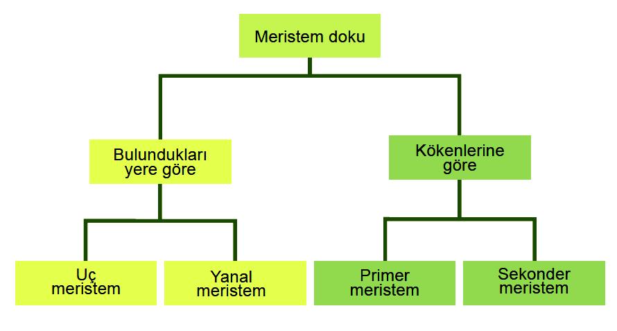 Durmadan uca doğru büyür. Uç meristerm 3 katmandan oluşur. Protoderm,temel meristerm ve prokambiyum. B.TEMEL DOKU TEMEL DOKU Bitkinin iç kısmını dolduran doku tipidir. Farklı çeşitte görevleri vardır.