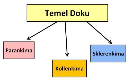 Kök Meristemini İse Kaliptra(Kök şapkası) Adlı Özel Hücre Tabakası Korur. Apikal ve İnterkalar Meristem Birincil Meristemdir. Lateral(Yanal) Meristem: Temel Doku 3 çeşittir. 1.