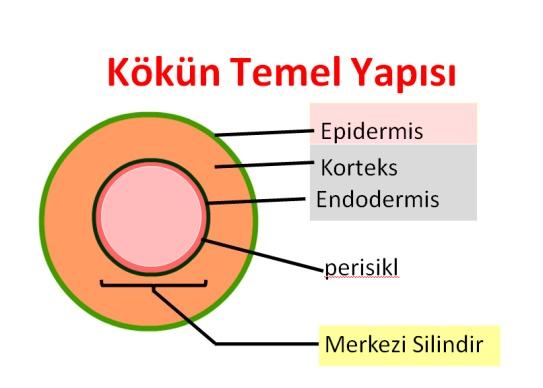 Bazı besin maddelerini depolamak Bazı sekonder bileşikleri üretmek Bazı hormonları üretmek. Bitkinin bulunduğu ekosisteme göre bitkinin kök sistemi belirli adaptasyonlara sahiptir.