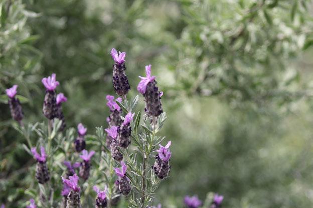 Fotoğraf 19 Lavandula