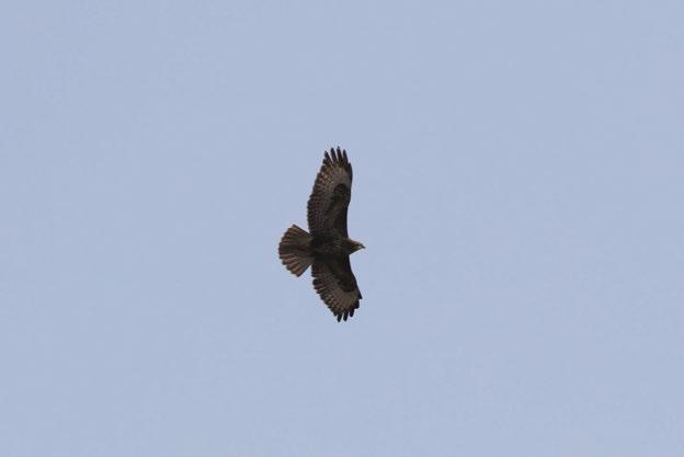 Şahin (Buteo buteo - Yerli) Proje sahasında sık görülen yırtıcı kuş türüdür.