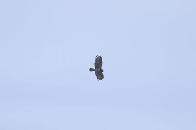 Yılan Kartalı (Circaetus gallicus) Proje sahasını her iki göç döneminde de hem geçiş hem de yaz aylarını geçirmek için kullanan bir türdür.