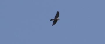 Fotoğraf 45 Accipiter gentilis (Çakır kuşu) Falconidae: Doğanlar Kerkenez (Falco tinninculus) Kerkenez RES sahası ve
