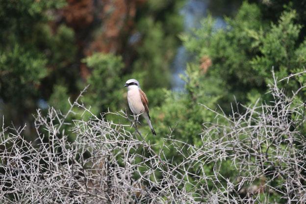 Fotoğraf 69 Lanius collurio