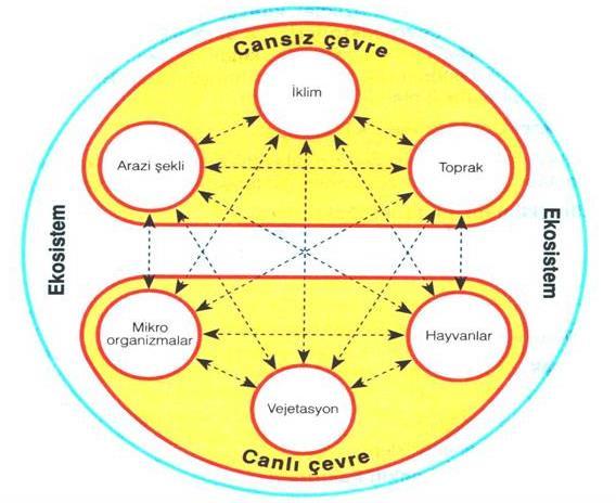 Denizden yükseklik, enlem, boylam ve sırt, üst