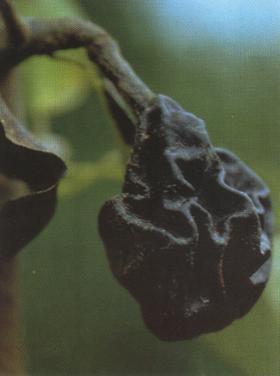 14 Şekil 2.5. Meyve yanıklığı (Sobiczewski vd., 1997). Meyve infeksiyonu hasat sonrası dönemde de görülebilmektedir (Van Der Zwet ve Keil, 1979).