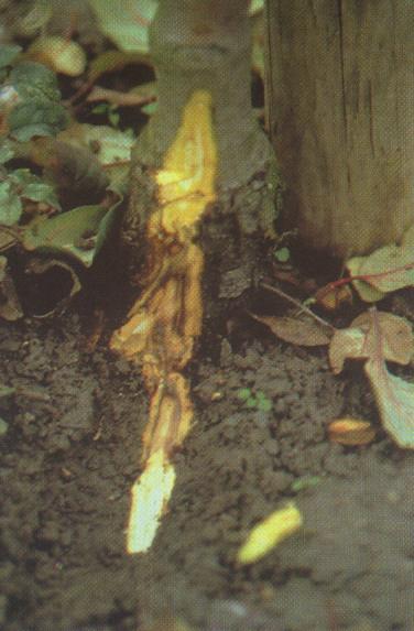 Ağaç gövdesinde kendini gösteren hastalık, gövde yanıklığı olarak bilinmekte ve kahverengi, çökük alanların oluşmasına sebep olmaktadır.