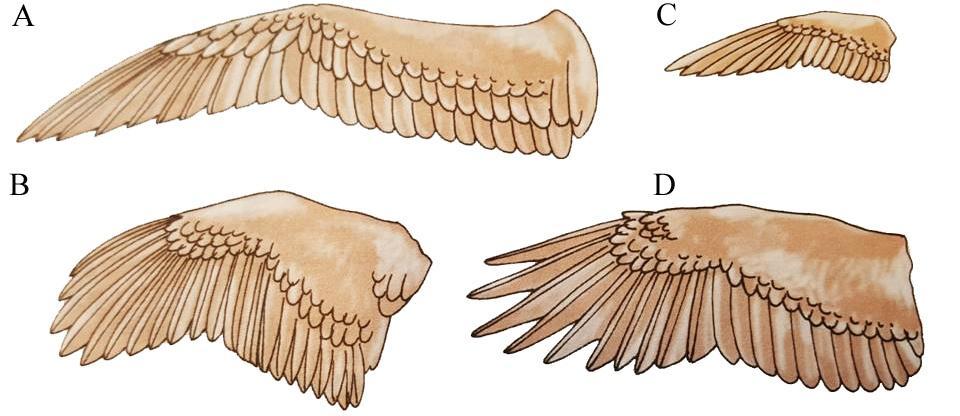 2.1.2 Kanat tipleri Kuşlarda dinamik süzülme, eliptik, yüksek en-boy oranlı, yüksek taşıma kuvvetli olmak üzere dört temel kanat tipi görülür (Şekil2.2). Şekil 2.2. Kuşlarda temel kanat tipleri: A; Dinamik süzülme, B; Eliptik, C; Yüksek en-boy oranlı, D; Yüksek taşıma kuvvetli tip (Pough ve ark.