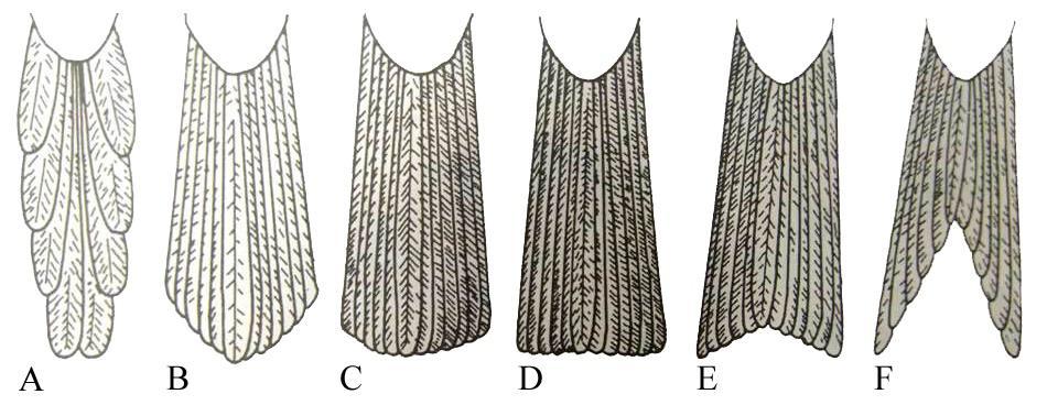 Şekil 2.4. Kuşlarda ayak tipleri: A; Tüneyici ayak, B; Yürüyücü ayak, C; Tırmanıcı ayak, D; Yüzücü ayak, E; Avlayıcı, tutucu ayak tipi (http://www.fernbank.edu dan değiştirilerek hazırlanmıştır) 2.1.