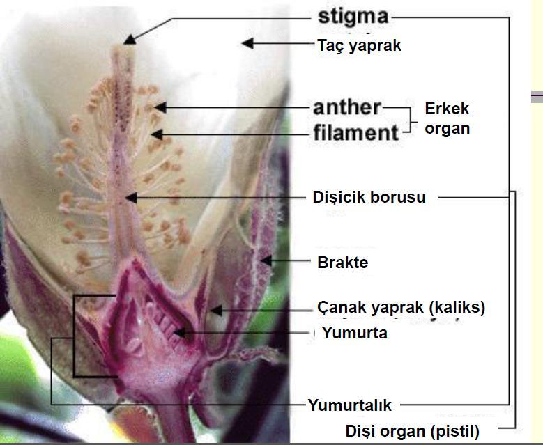 Çiçek rengi Amerikan kökenli pamuklarda krem, Asya kökenli pamuklarda ise sarıdır. Erkek organlar, dip kısımlarından birleşmiş bir boru şeklinde olup, dişi organı içerisine almıştır.