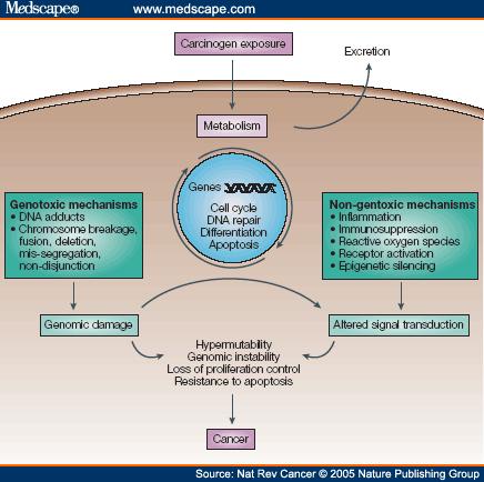 Karsinojen Dışa atılış Metabolizma Genotoksik mekanizmalar DNA adduktları Kromozom bozuklukları