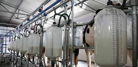 Lucroso Kaliteli Silajın Yüksek Süt Verimine DÖNÜŞÜMÜ Silajda Yüksek Verim ve Kalite