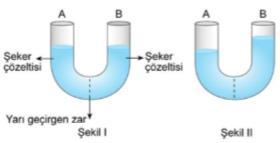 c. Hücre zarından madde geçişini etkileyen faktörlerden (yüzey alanı, konsantrasyon farkı, sıcaklık) biri hakkında kontrollü deney yaptırılır.