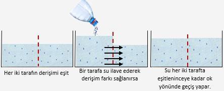 -Osmoz: Osmoz suyun özel difüzyonudur. Suyun, yarı geçirgen bir zar üzerinde çok olduğu ortamdan, az olduğu ortama doğru geçişine denir. Osmoz zar varlığında gerçekleşir.