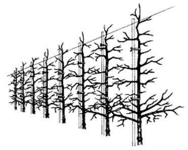 Şekil 5. İkinci büyüme sezonunda ilkbahar ve 3. yılın dinlenme döneminde yapılan uygulamalar s Verim çağında budama: Düşey eksen meyve bahçesi sisteminde verim çağında ağaç yüksekliği 3m civarındadır.