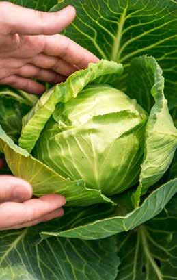 3 Susurluk İlçesi Tahıllar ve Diğer Bitkisel Ürünler 2015 7.