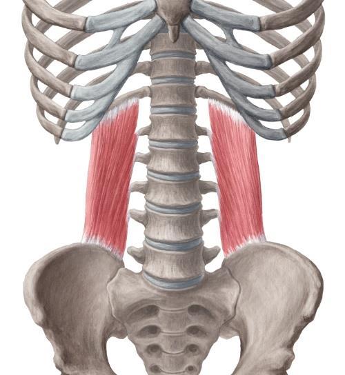 Resim 2.9. Quadratus lumborum [60] Çizelge 2.3.