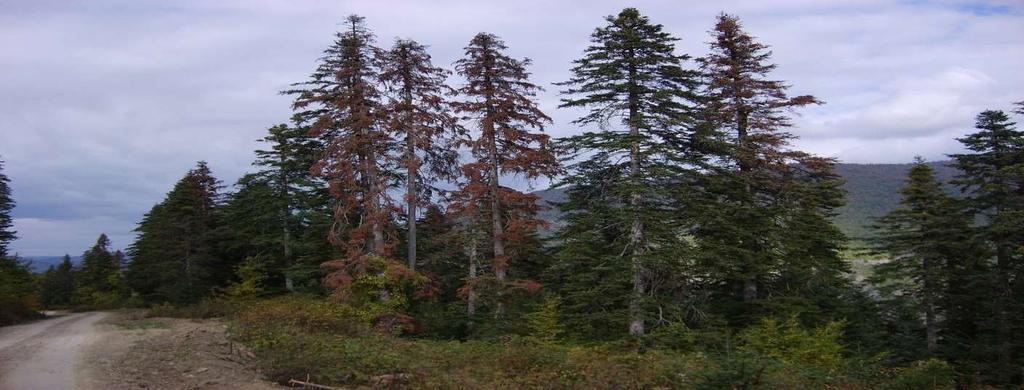 Hızlı nüfus artışı, sanayi ve teknolojideki gelişmeler, küresel ısınmanın etkileriyle birleşerek ekosistem dengesi üzerinde