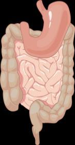 GLP-1 RA Yan Etkileri - Gastrointestinal Sistem GLP-1 RA lerin özellikle hafif-orta derecede; bulantı, kusma,diyare hastaların