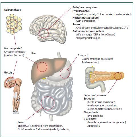 Yağ dokusu GLP-1 etkileri SSS Hipotalamus: İştah, doygunluk, gıda alımı, Glukoz uptake Glikojen sentezi Kas Karaciğer Mide Gastrik boşalma yavaşlar Asit sekresyonu İleum Proglukagondan GLP-1 in