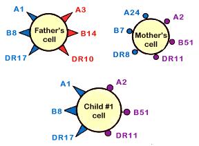 (HLA-mismatched) Baba