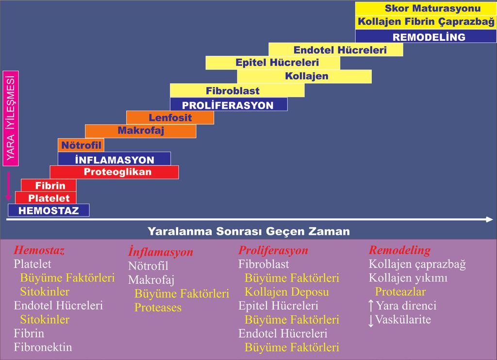 Şekil 1 Yara iyileşmesi evrelerinde görev alan hücreler ve ard arda gelişen aktiviteleri.