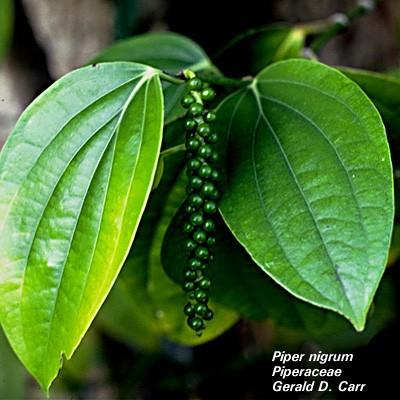 - Kara Biber (Piper nigrum) Piperaceae Vatanı Hindistan olup çok yıllık sarılıcı bir bitkidir.