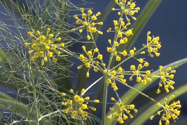 Rezene (Foeniculum vulgare subsp vulgare) Akdenizin