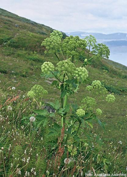 Kök ve Rizomlarından Baharat Elde Edilen Bitkiler Melek Otu (Angelica archangelica) Apiaceae Büyük pinnat yapraklı, yeşilimsi beyaz çiçekler umbellalarda toplanmış çok yıllık bir bitkidir.