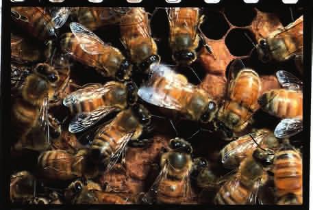 Arılar kovana yeni dönen işçinin etrafında toplanırlar Konjugasyon sırasında iki bakteri eşey pilusu ile birbirine tutunur.