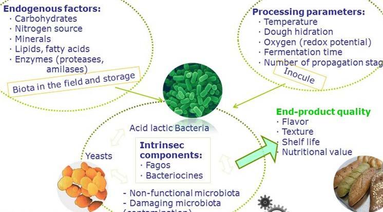 Şekil 11. Laktik asit bakterilerinin etkisi (LAB) Bir diğer örnek ise kimyasal katkıların yerine fungal alfa-amilaz FAA kullanımının pişirme sırasında somun yüksekliğine etkisidir.