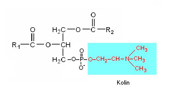 Fosfatidilkolin