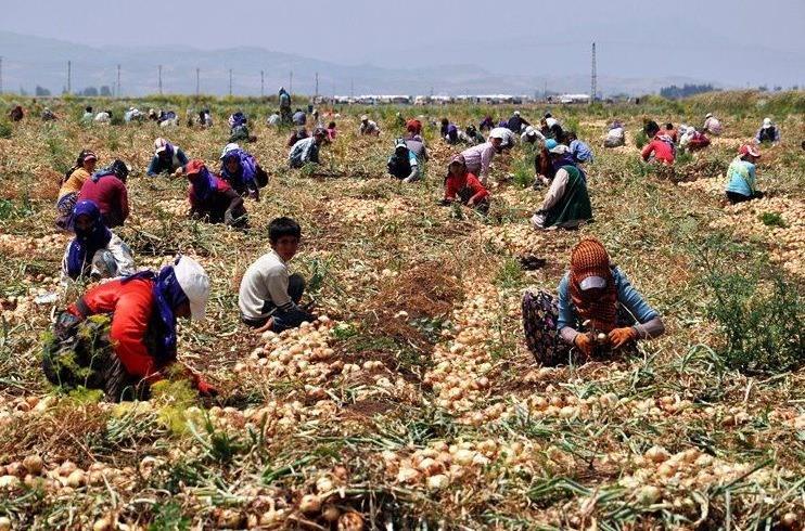 Mevsimlik Gezici Tarım İşçileri Sayıları konusunda ulusal düzeyde herhangi bir istatistiksel veri yok.