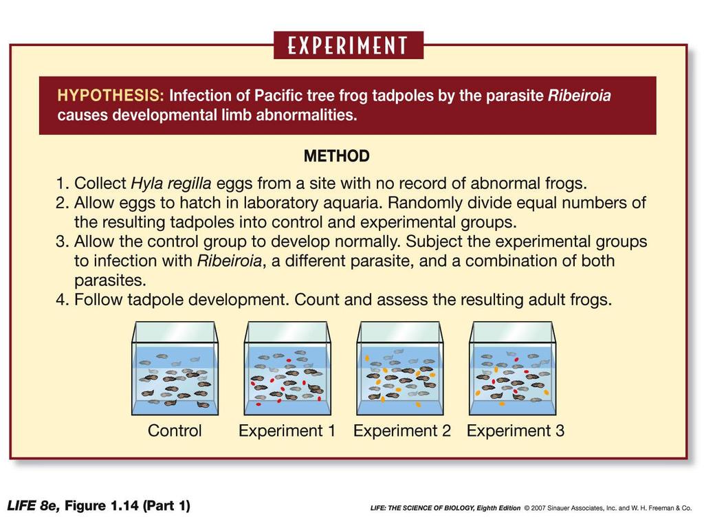 Figure 1.14 Kontrollü deneyler bir değişkeni değiştirir DENEY Hipotez: Pasifik ağaç kurbağası larvalarının Ribeiroia paraziti tarafından enfekte olması gelişimsel uzuv anomalilerine yol açar Yöntem 1.