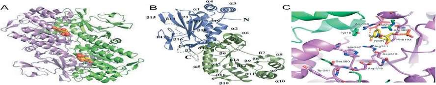Visfatin 52 KDa molekül ağırlığında ve genetik olarak 491 aa dizilimden oluşmuştur Yağ
