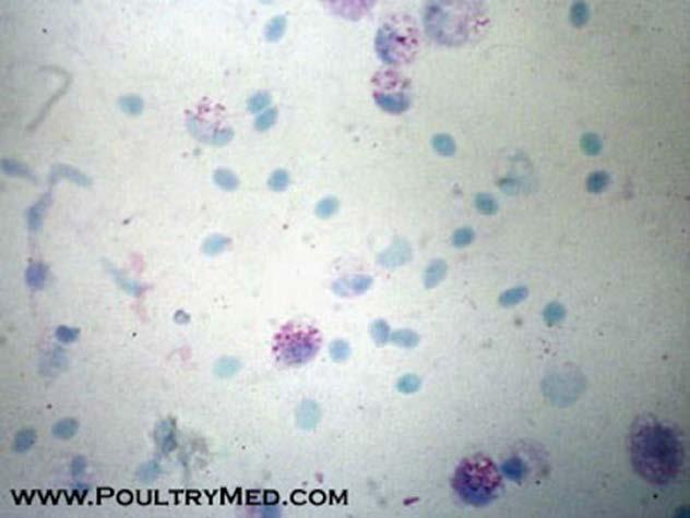 Chlamydia psittaci Gram negatif kokoid Obligat intraselüler bakteriler