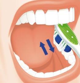 Ufak dairesel hareketlerle en az 8-10 kez fırçayı yerinden kaldırmadan, diş yüzeylerini