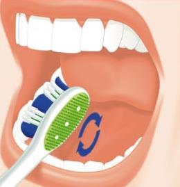 Dişlerin dil ve damak tarafına bakan yüzeylerini mümkünse dairesel hareketlerle fırçayı